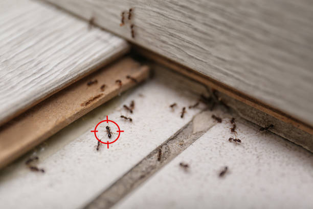 New Carrollton, MD Pest Control Company