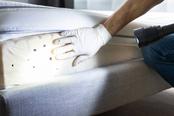 Best Cockroach Control Services  in New Carrollton, MD