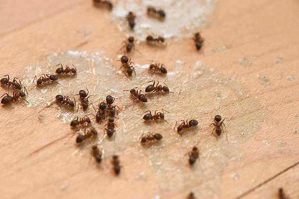 Pest Control for Restaurants in New Carrollton, MD