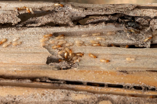 Best Best Pest Control Companies  in New Carrollton, MD